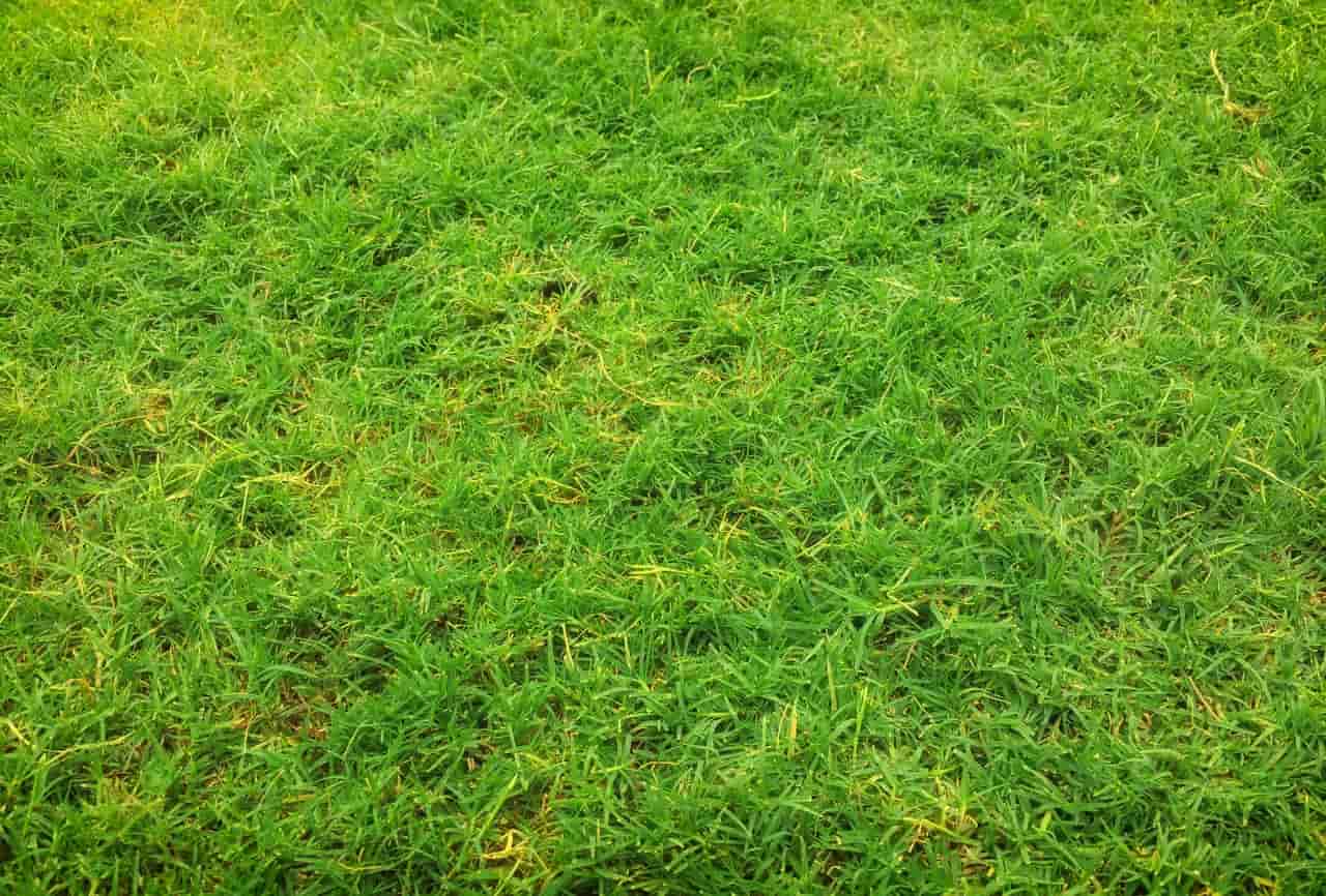 Bent Grass Lawn Turf